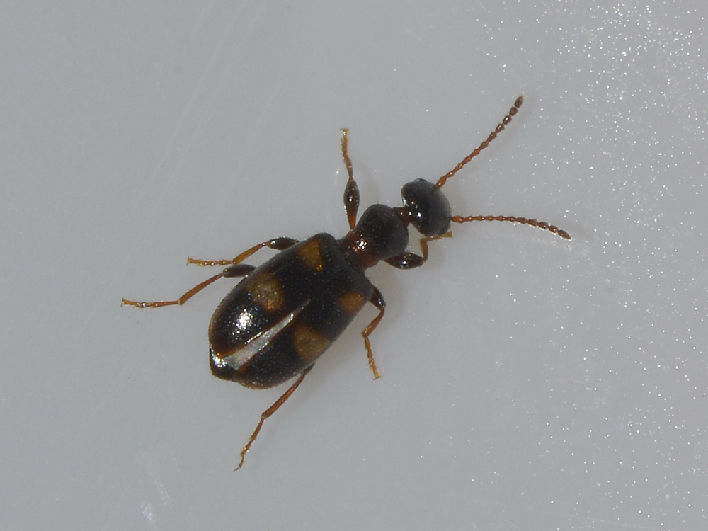 Anthicidae:  Omonadus bifasciatus